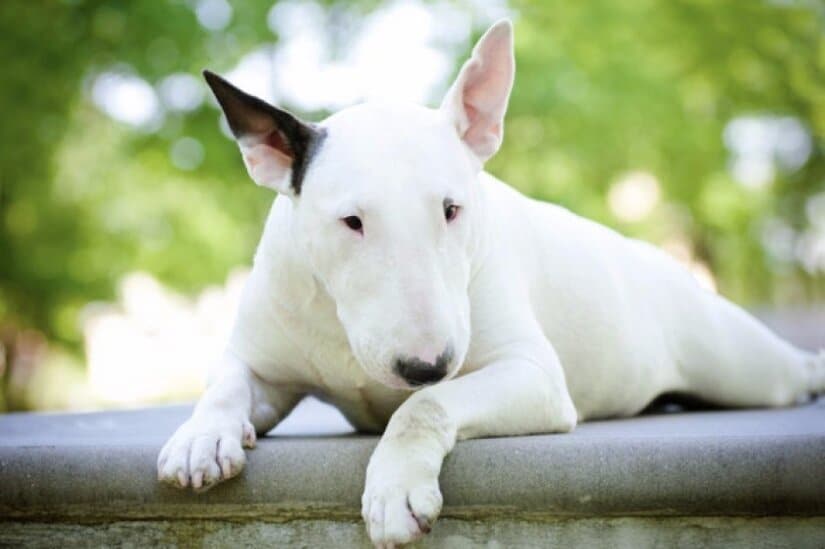 Bull Terriers Rest