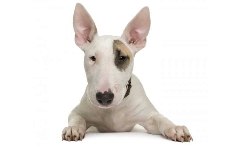 Bull Terriers Puppy