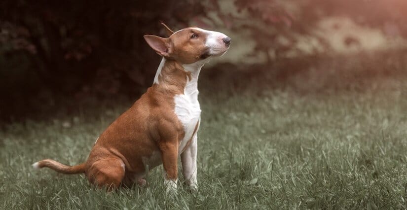 Bull Terriers Sit