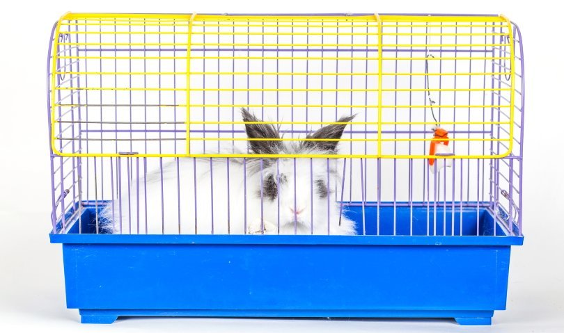 rabbit in small cage