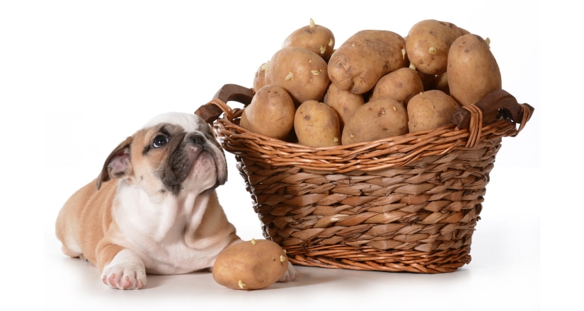 English bulldog laying beside a basket of potatoes