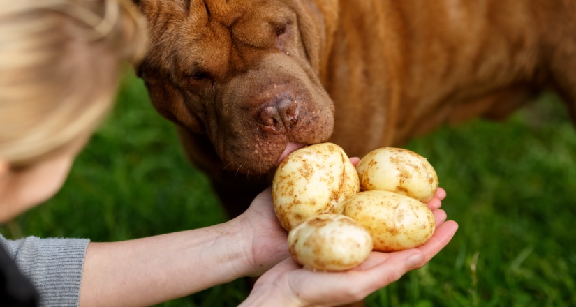 Dog tasting the freshly harvested and washed potatoes