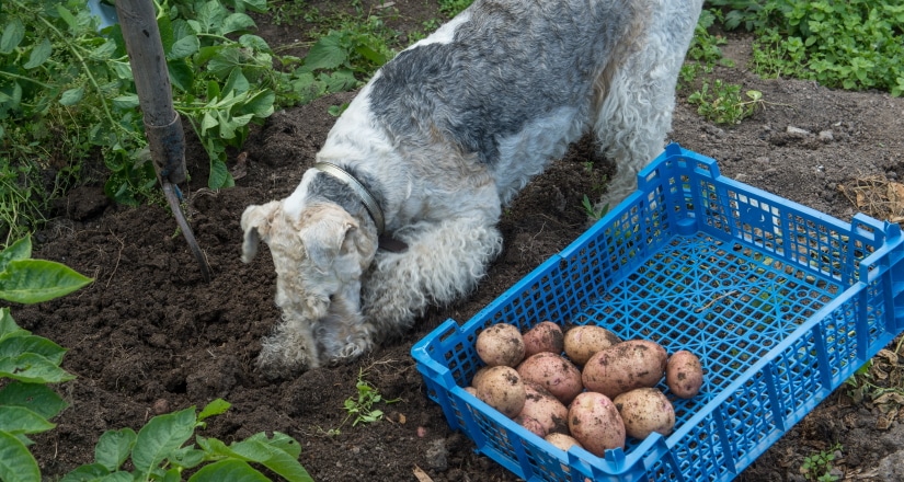 Fox terrier digs in the garden of potato tubers