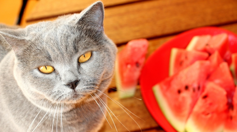 British Shorthair gagged with sliced fruit