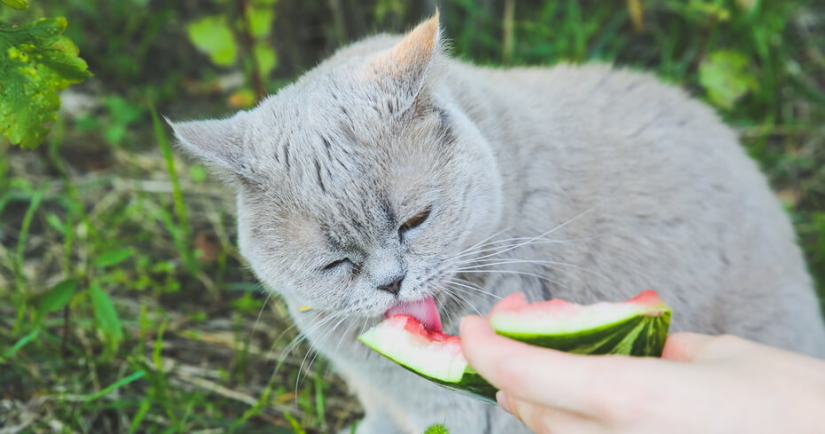 Kitten gnaws watermelon peel