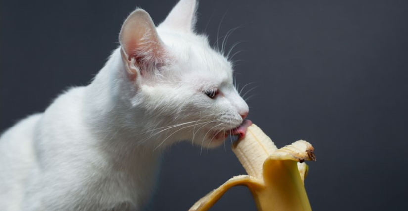 White kitty tastes banana