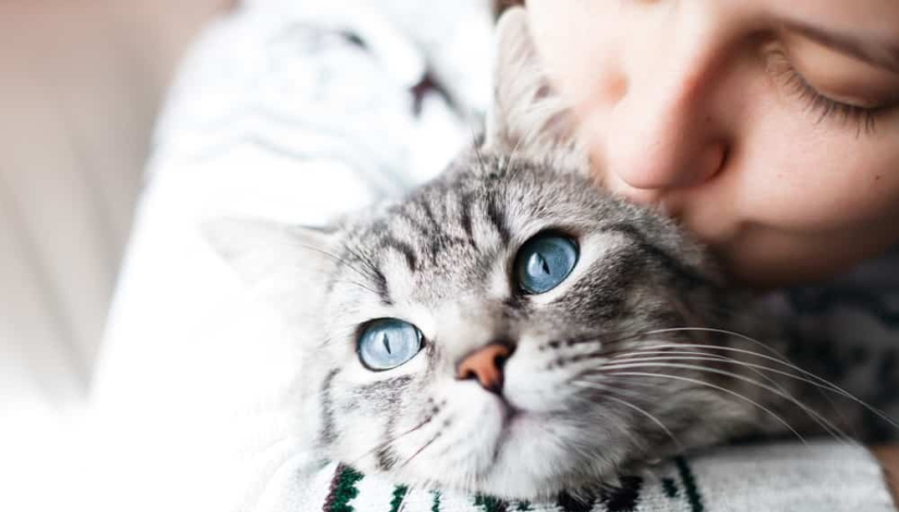 Satisfied cat in the hands of the hostess