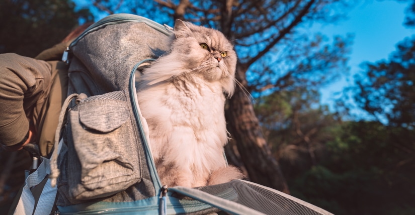 Fat cat sitting in open pet backpack carrier outdoors