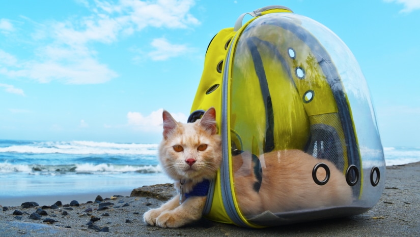 Сat traveling with transparent backpack carrier on the beach