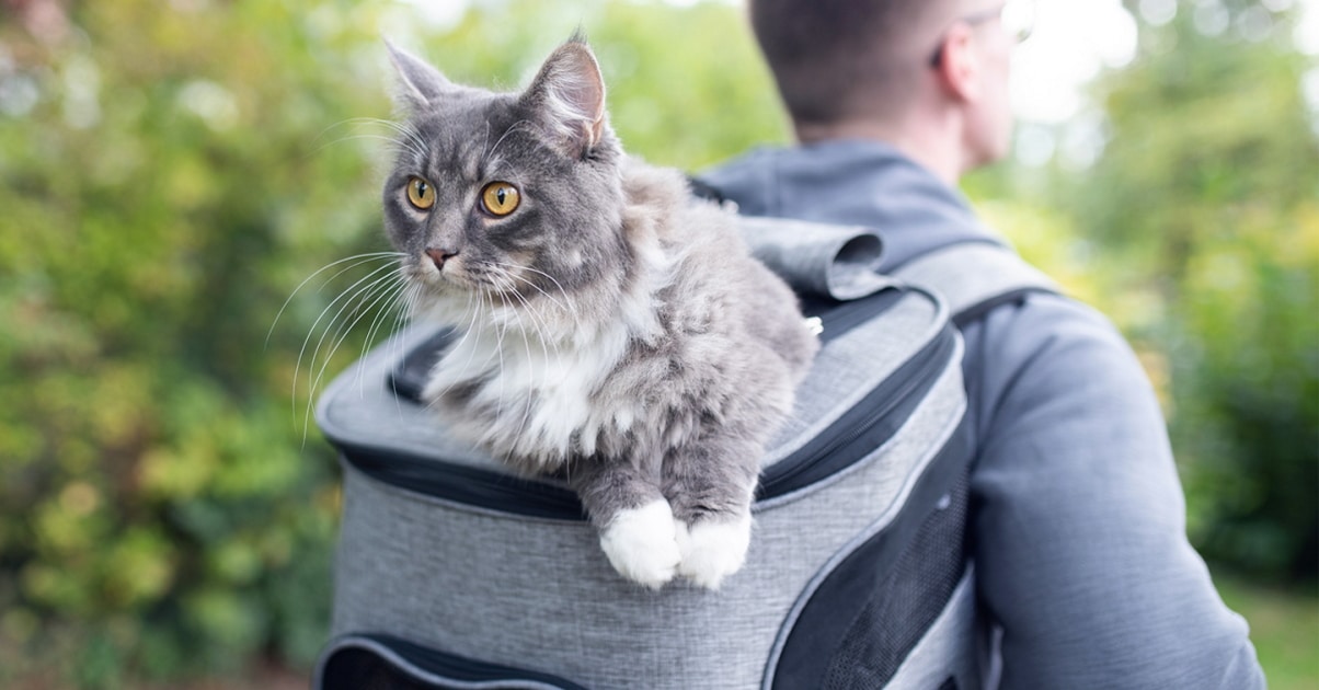 Best Cat Backpacks for Traveling Kitties 😺 For Adventuring with Your Cat