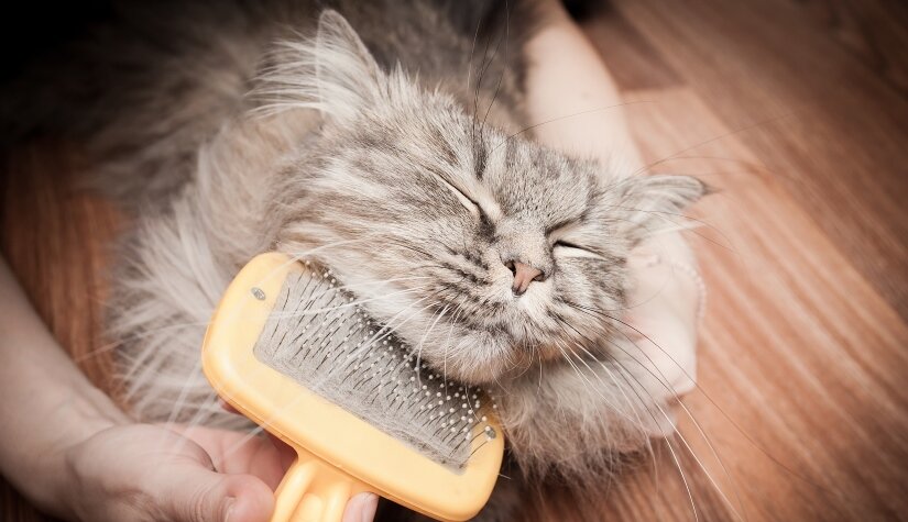 Cats Grooming