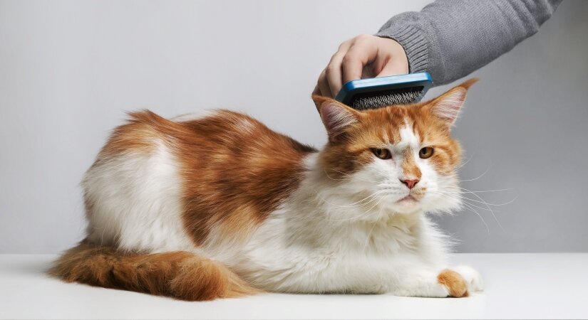 Maine Coon Grooming