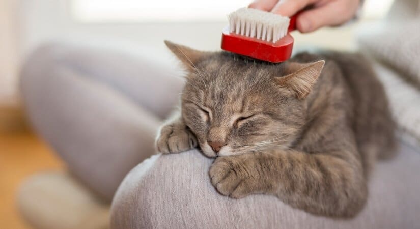 Cats Grooming
