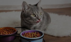 Cat Food