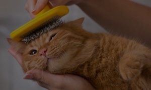 Cat Grooming