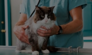 Cat Health