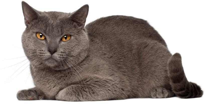 Chartreux Cat - Breed Information, Сharacteristics ...