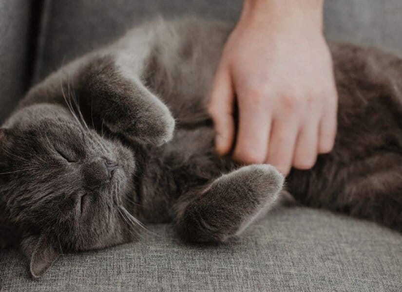 Chartreux sleep