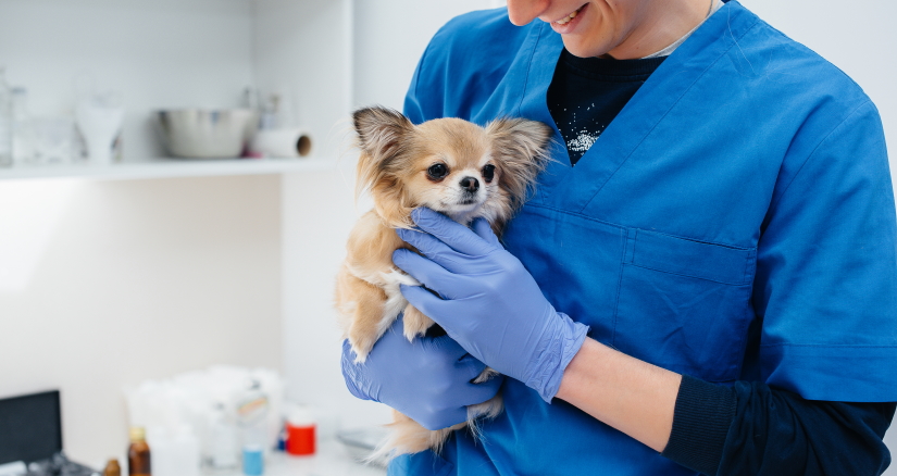 Dog visiting vet