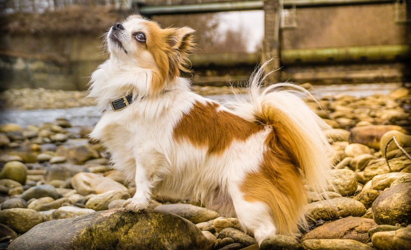 Fluffy pup on a walk