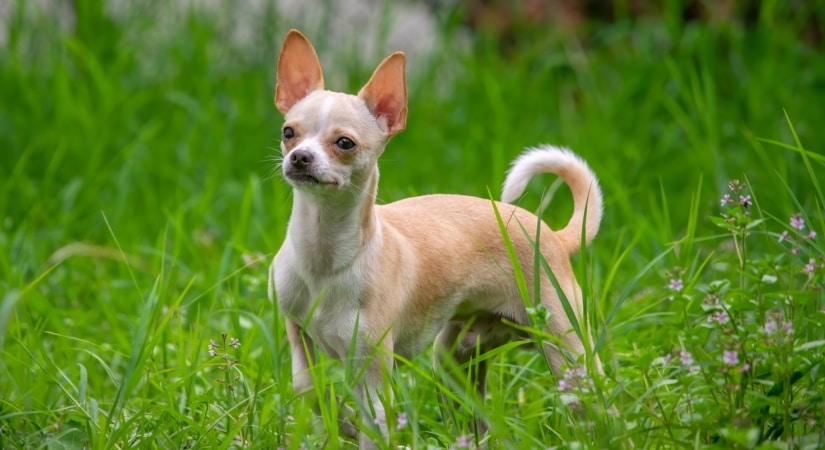 Tiny dog in grass