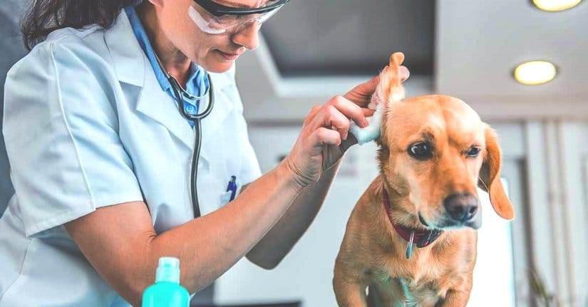 How to Clean Dogs' Ears