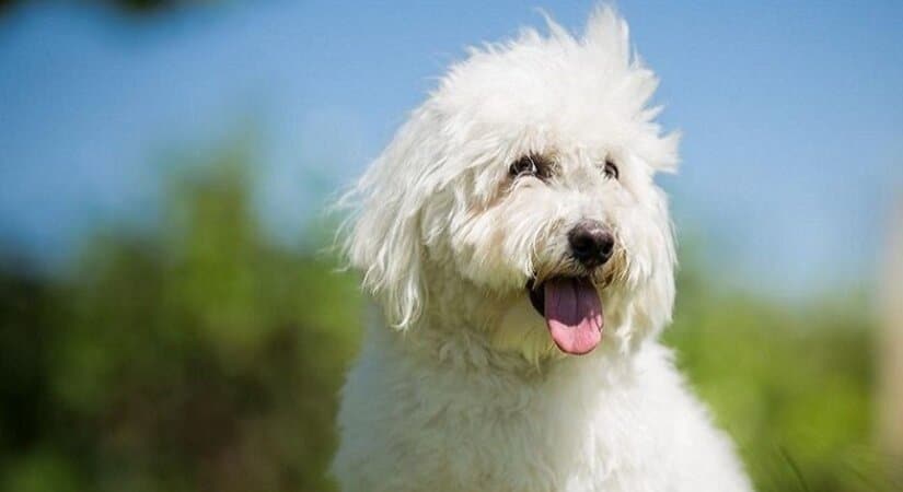 Coton De Tulear Sit