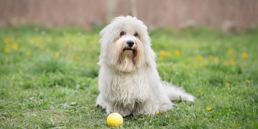 Coton De Tulear Play