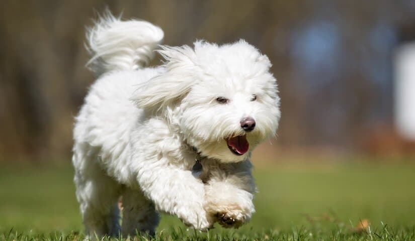 Coton De Tulear Run