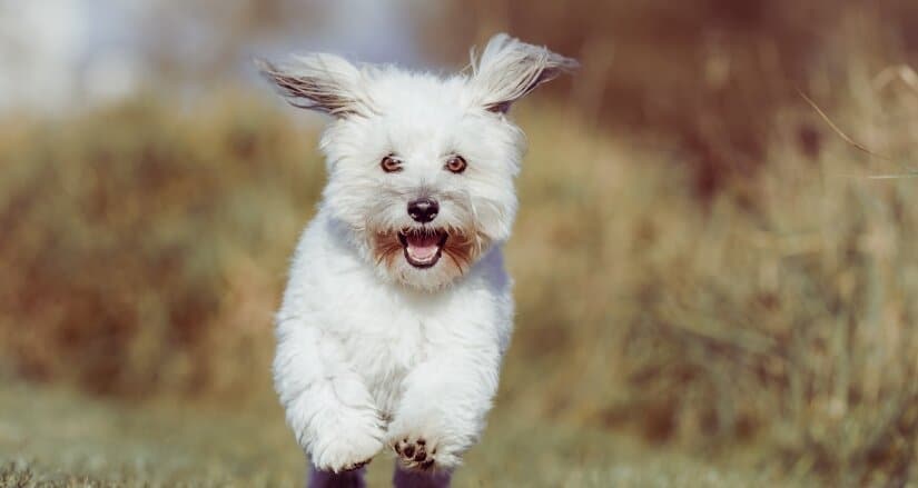 Coton De Tulear Run