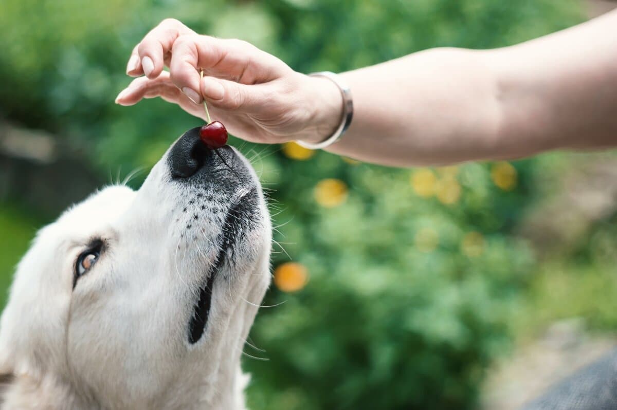Can Dogs Eat Cherries? 7 Health Dangers for Your Dog • Pet on Bed