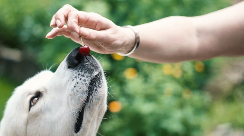 Dogs Eat Cherries