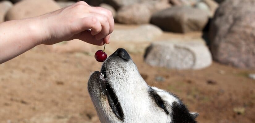 Can Dogs Eat Cherries 7 Health Dangers For Your Dog Pet On Bed   Dog Eats Cherry 2 