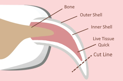 Dog nail structure anatomy