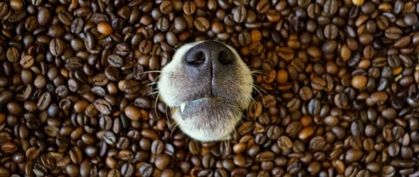 Dogs Nose In Coffee