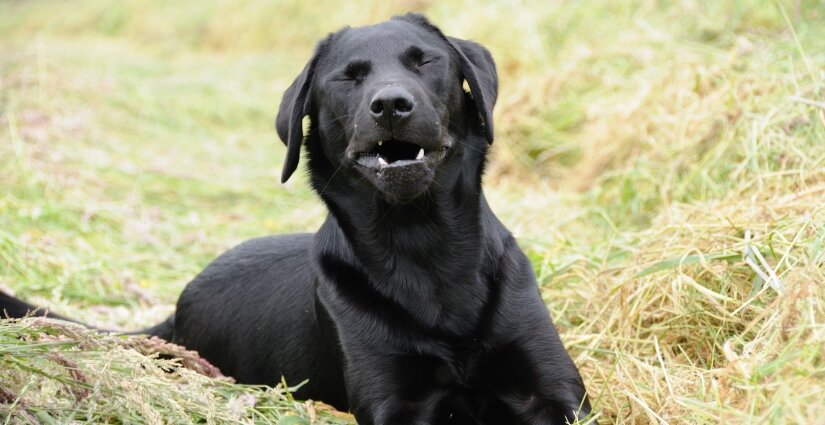 Dog sneezing