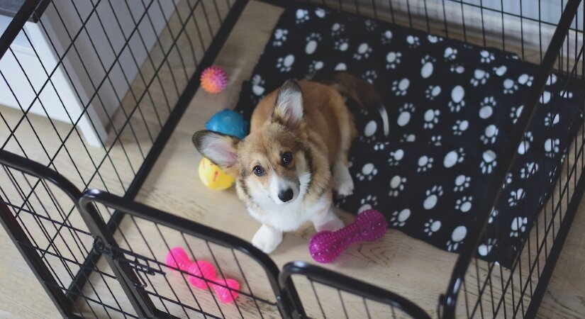 Puppy play in crate