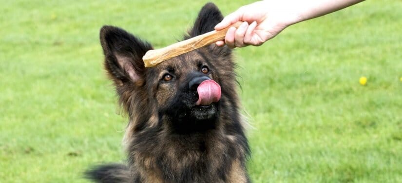 Dog training with treat