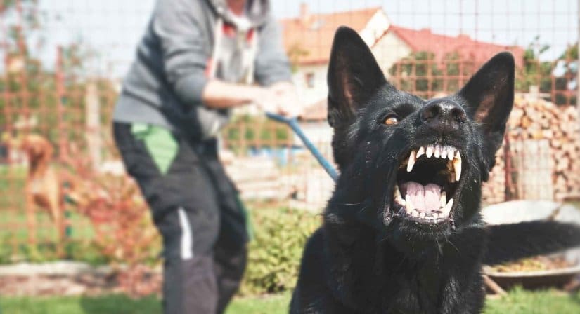 Barking at Guests