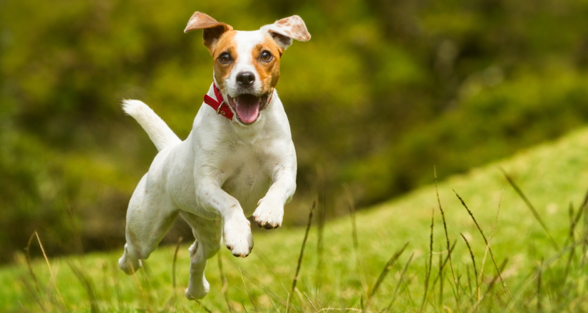 Happy dog jumping on the grass