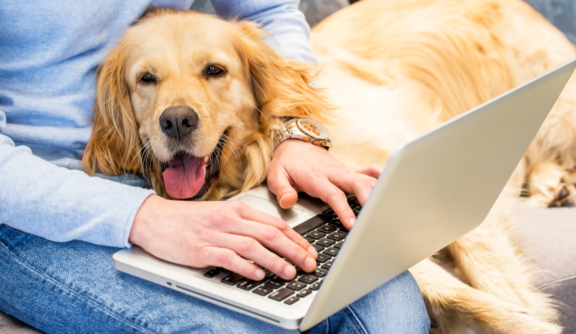 Woman typing on laptop while dog lays in her lap