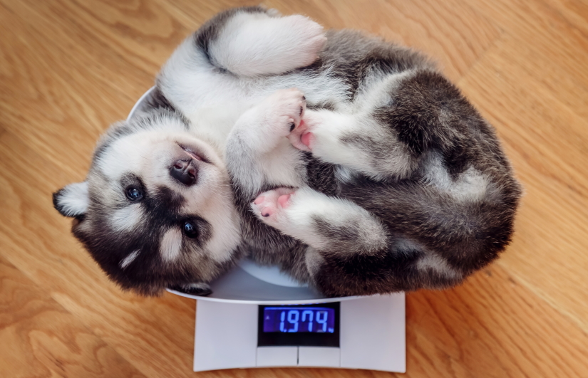 Husky puppy on the scales