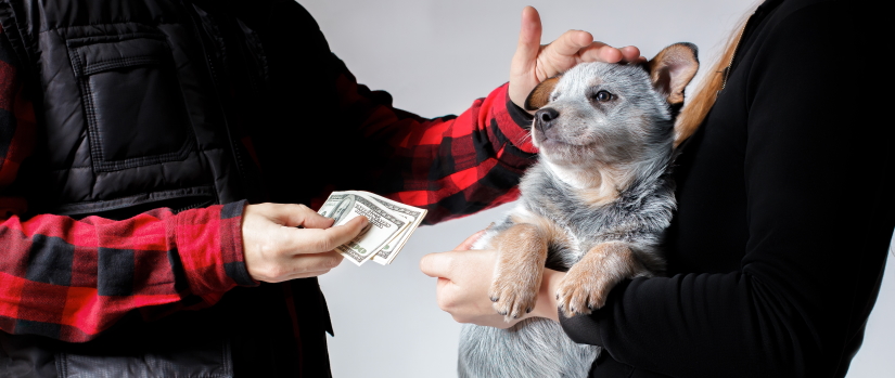 Buying a puppy