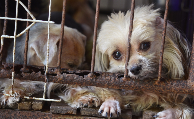 Dogs in cage