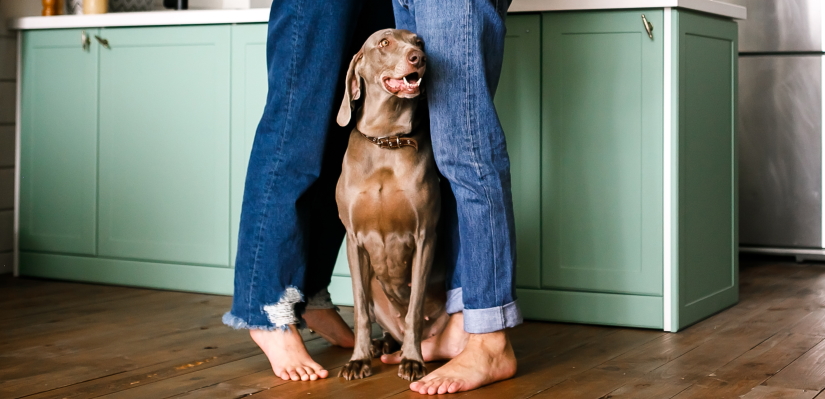 Large well-groomed dog