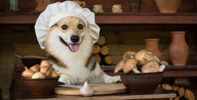 Corgi Cook Garlic And Mushrooms