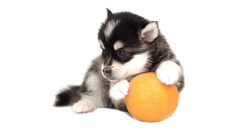 Puppy with orange