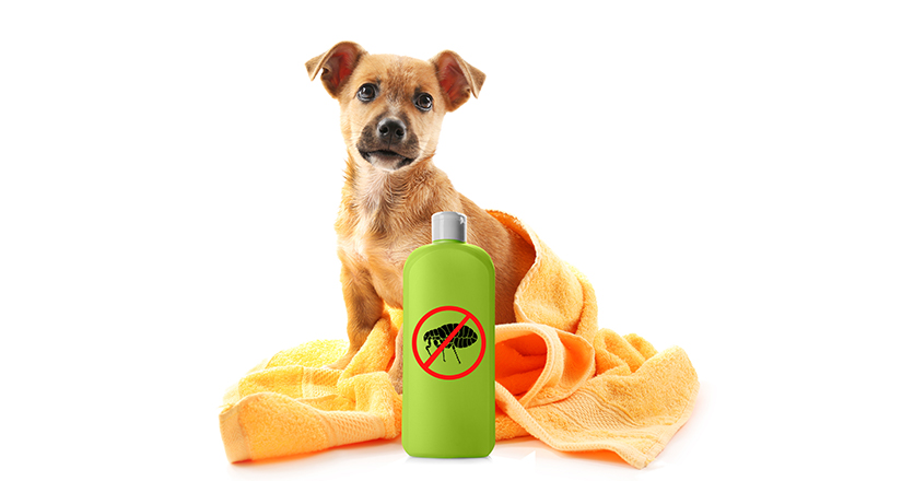 Dog Flea Shampoo