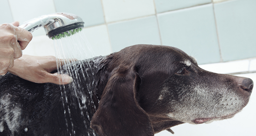 Wash dog with flea shampoo
