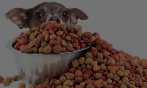 Dog Food & Nutrition